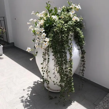 Il Fiore Bianco *